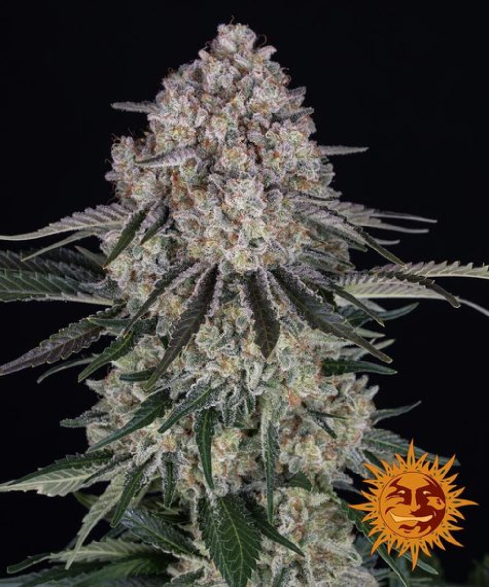 Sour Diesel Automatic Samen (Barneys Farm)