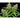 WEEDLINGS© Jealousy Hanfsamen - Autoflowering