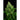 WEEDLINGS© Sir Jack Hanfsamen - Autoflowering