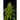 WEEDLINGS© Ice Cream Cake FAST Hanfsamen
