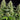 WEEDLINGS© Super Silver Haze Hanfsamen - Autoflowering